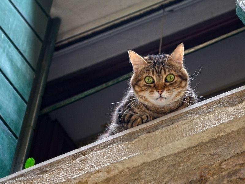 Telas de proteção para condomínios em Maringá