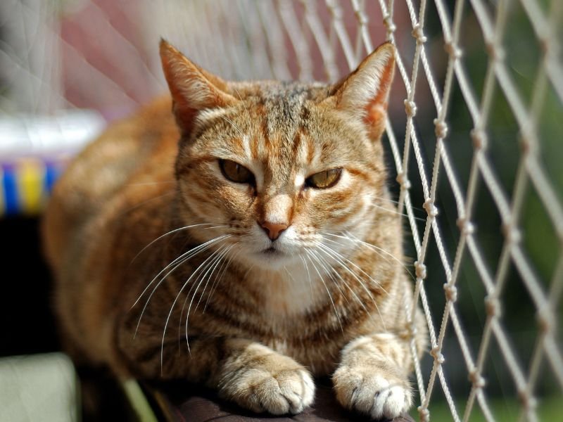 Tela de segurança com qualidade garantida em Maringá