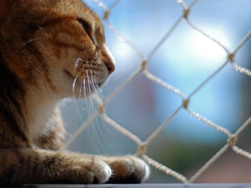 Garanta a segurança de animais com tela de proteção em Ivatuba